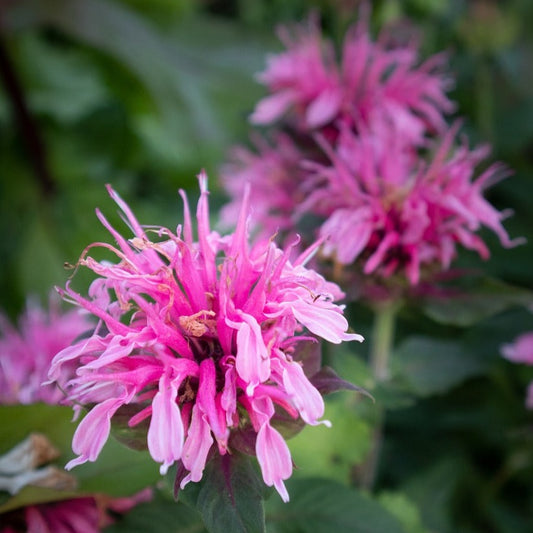 GardenGenius™ Bee Balm Deluxe Grow Kit – Indiana Native Perennial for Pollinators
