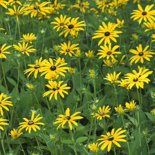 GardenGenius™ Black-eyed Susan Wildflower Grow Kit – Indiana Native Keystone Pollinator Plant
