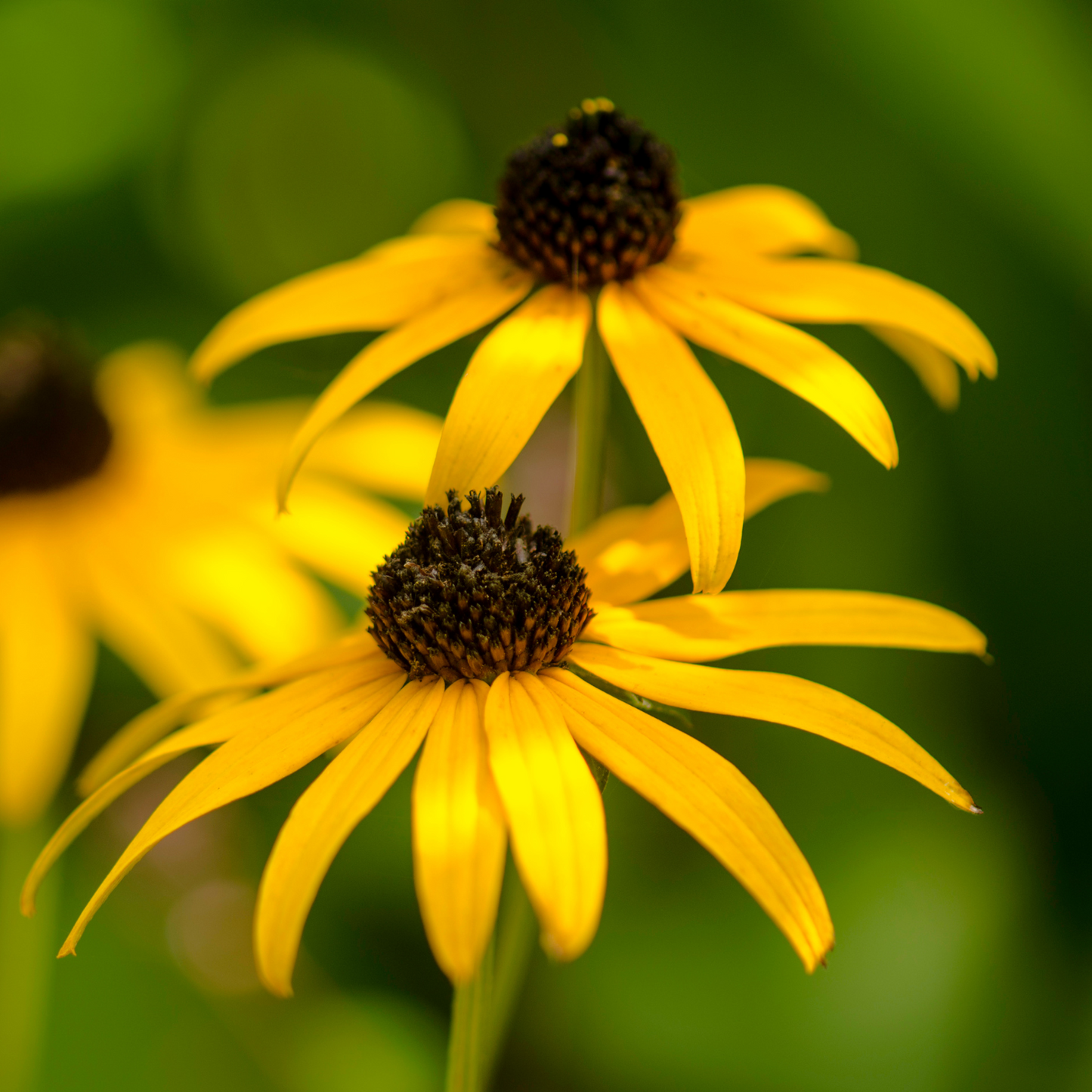 Bernard's Best Honeybee Bouquet SEEDPILLOW™ Native Wildflower Garden Kit