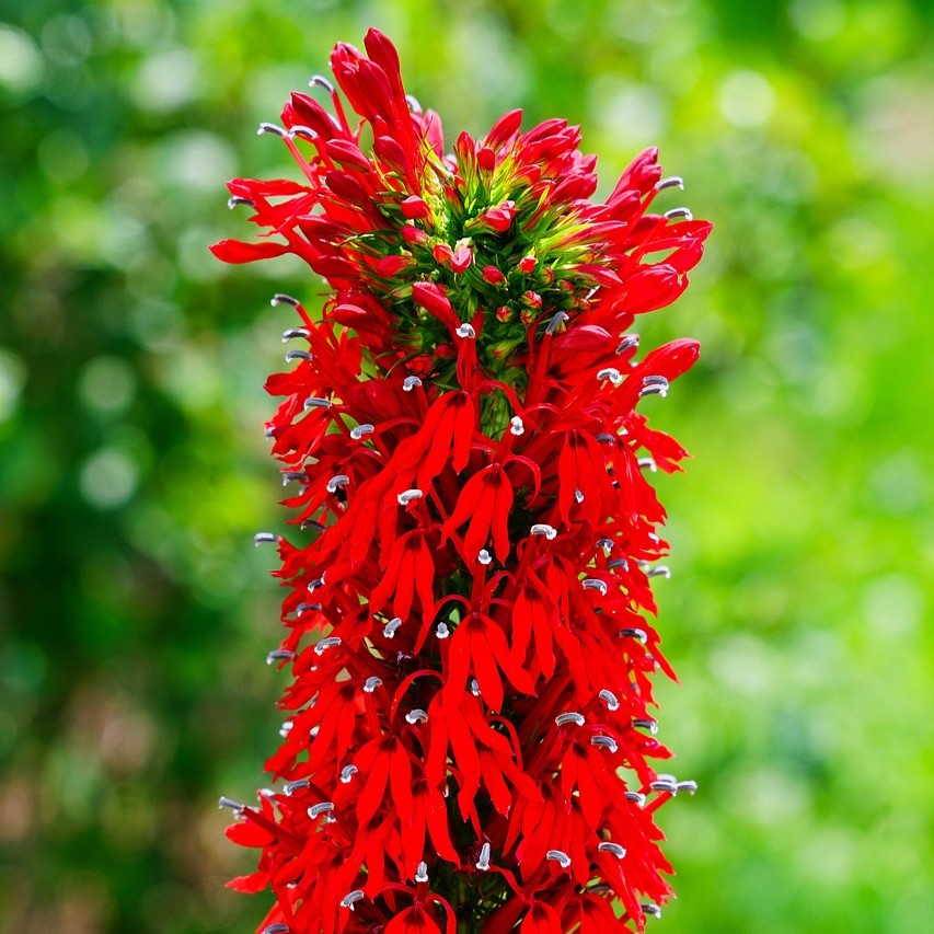 GardenGenius™ SeedPillow Singles Native Wildflowers & Grasses