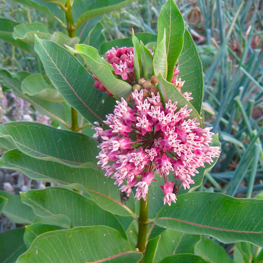 GardenGenius™ SeedPillow Singles Native Wildflowers & Grasses
