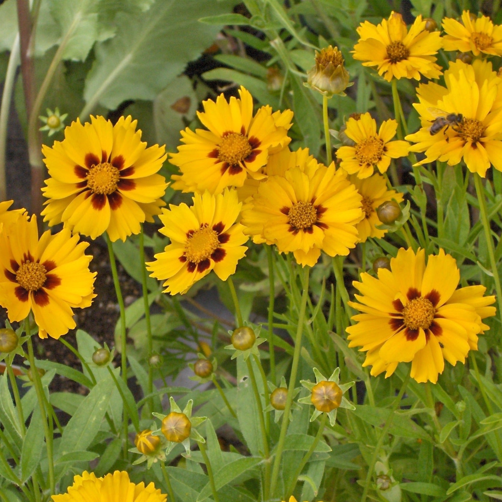 Coreopsis Lanceolata Grow Kit