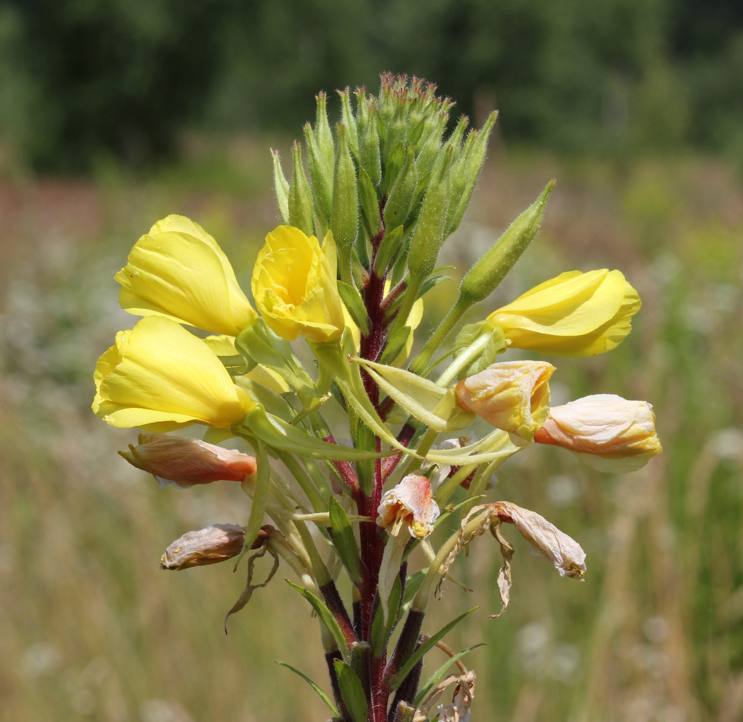 GardenGenius™ SeedPillow Singles Native Wildflowers & Grasses