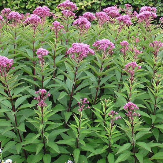 Sweet Joe Pye Weed