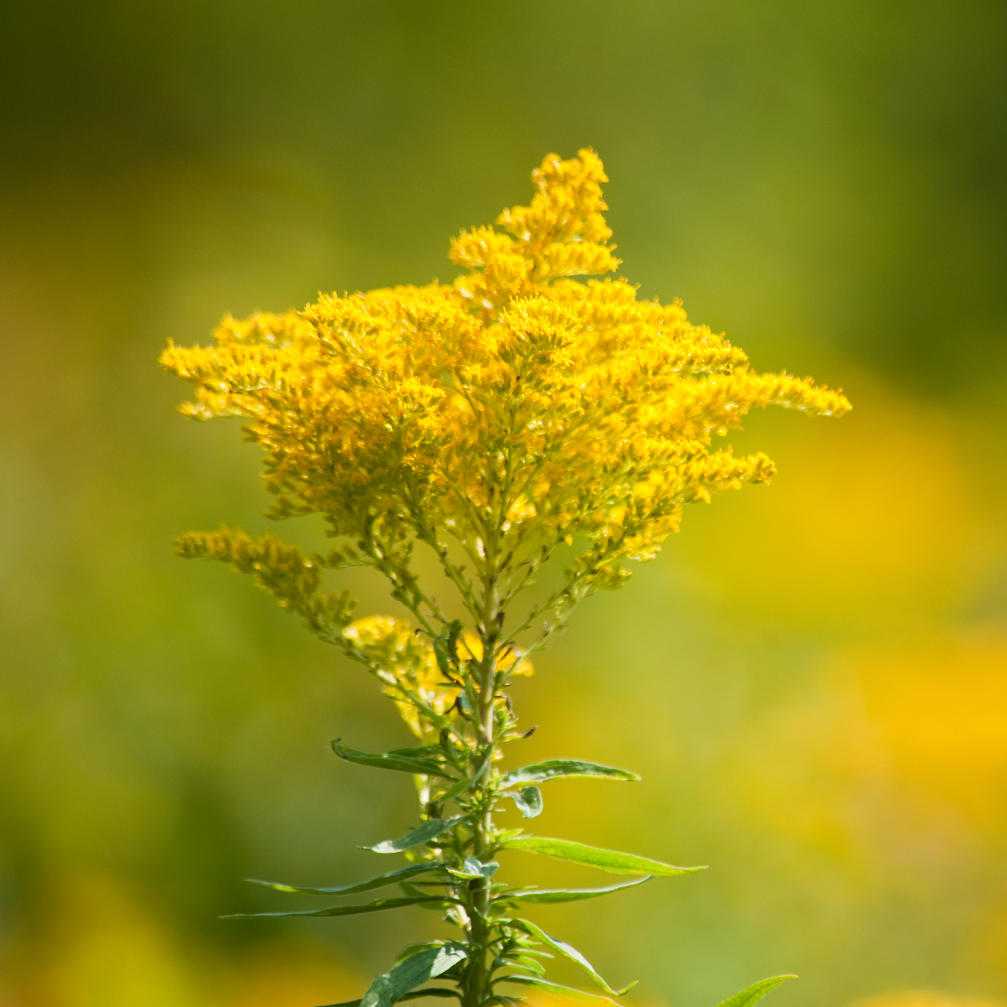 Stiff Goldenrod