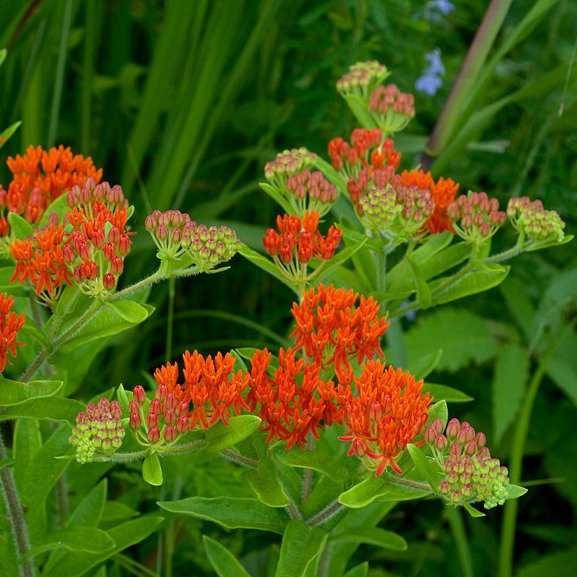 Butterfly Milkweed Grow Kit