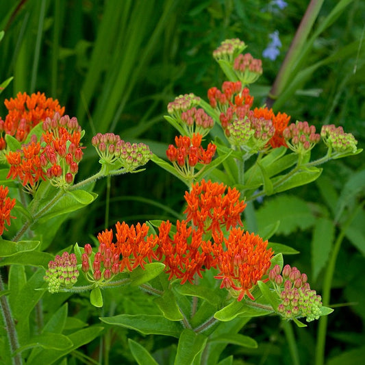 Butterfly Milkweed Grow Kit
