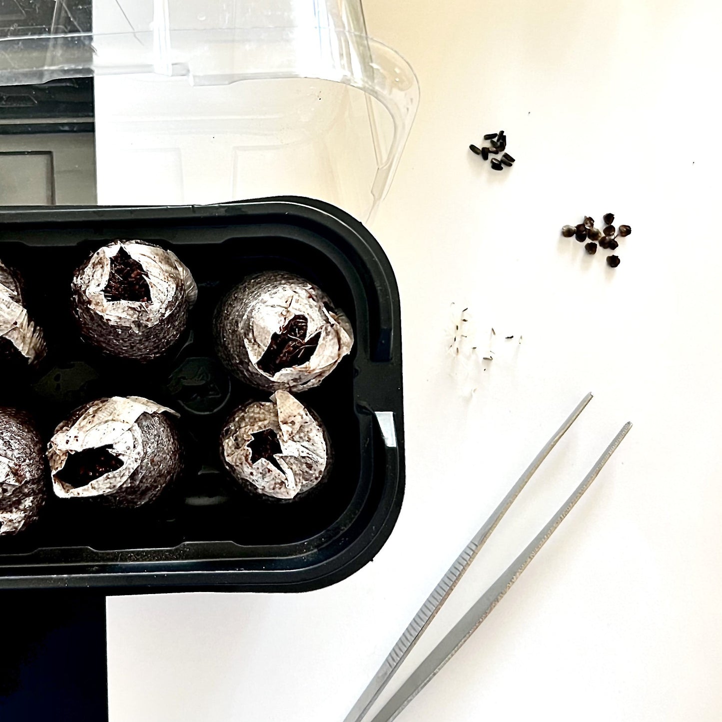 Grow Kit, Seeds, Tweezer