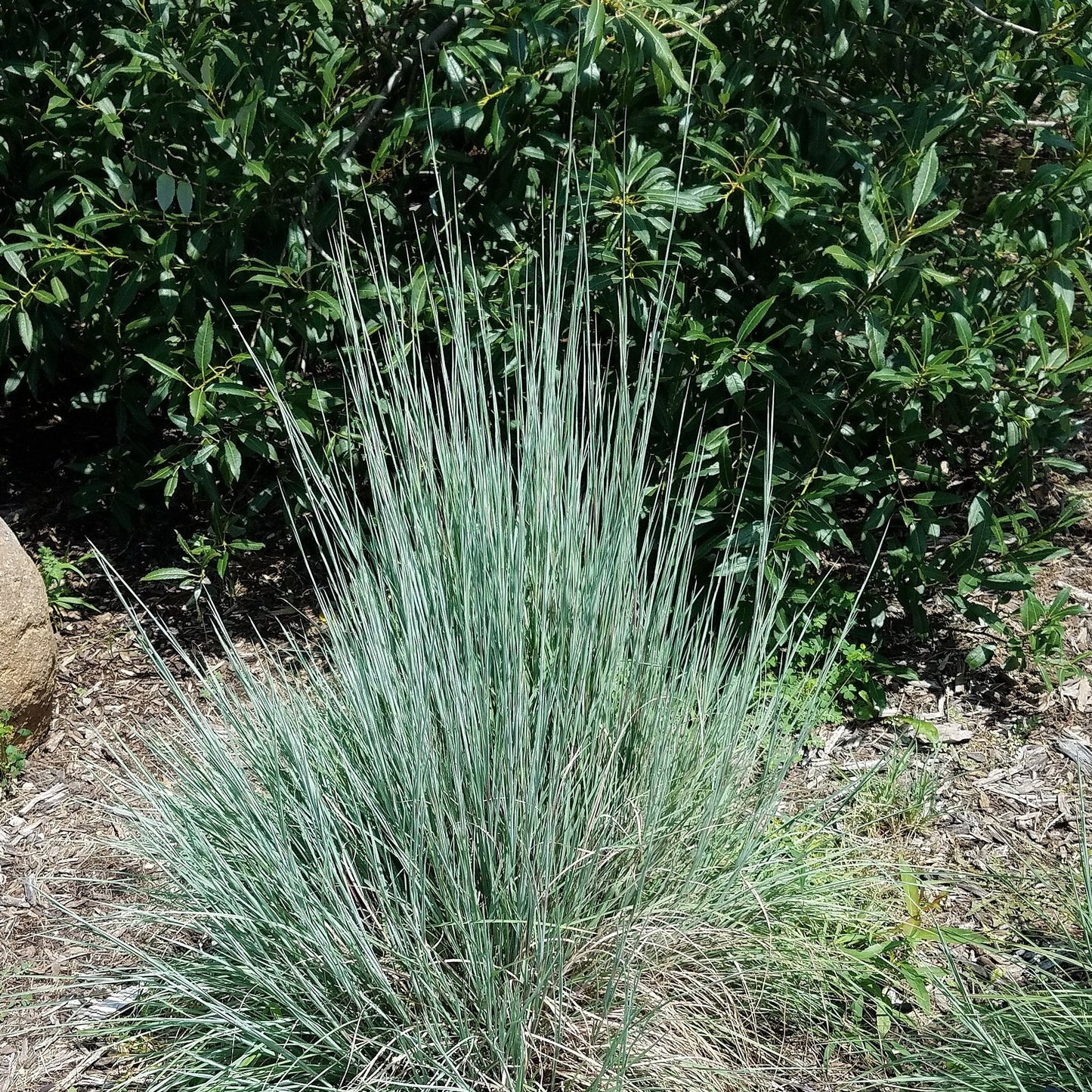 GardenGenius™ SeedPillow Singles Native Wildflowers & Grasses