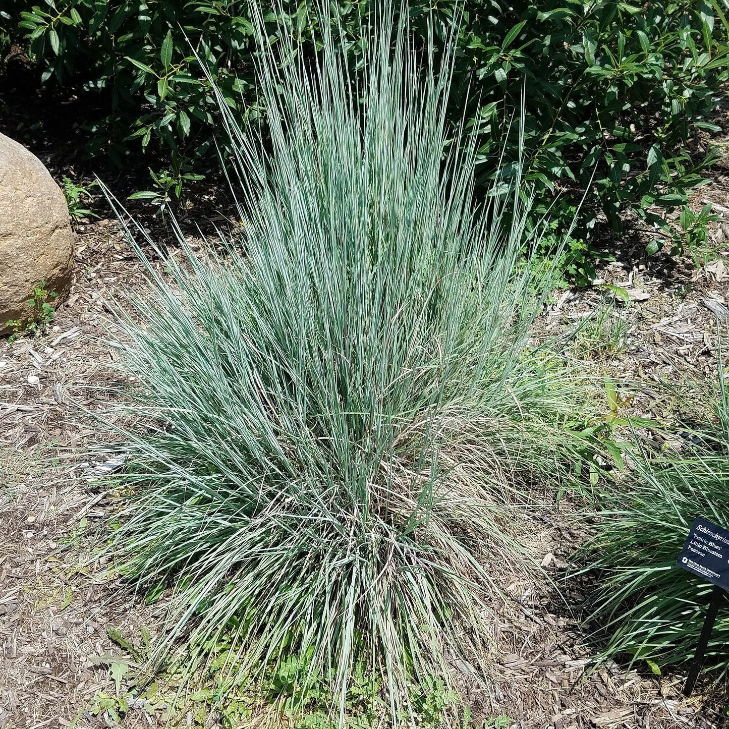 Butterfly SEEDPILLOW™ Native Wildflower Garden Kit