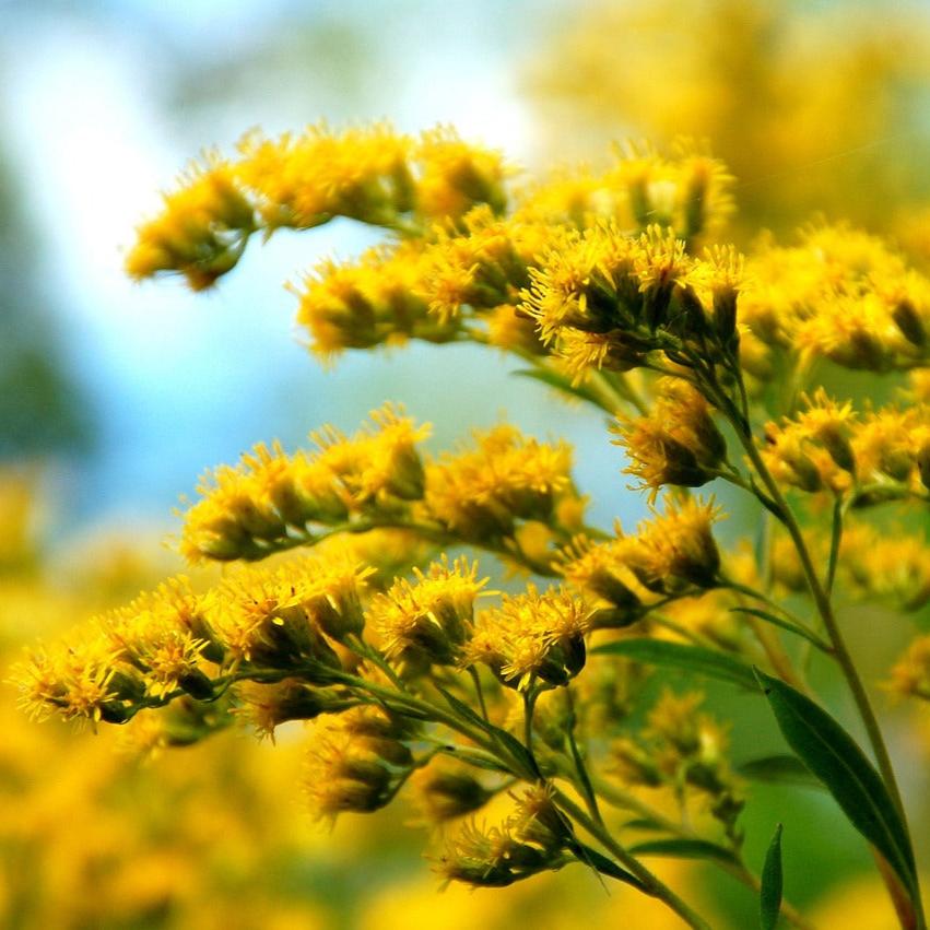 Butterfly SEEDPILLOW™ Native Wildflower Garden Kit