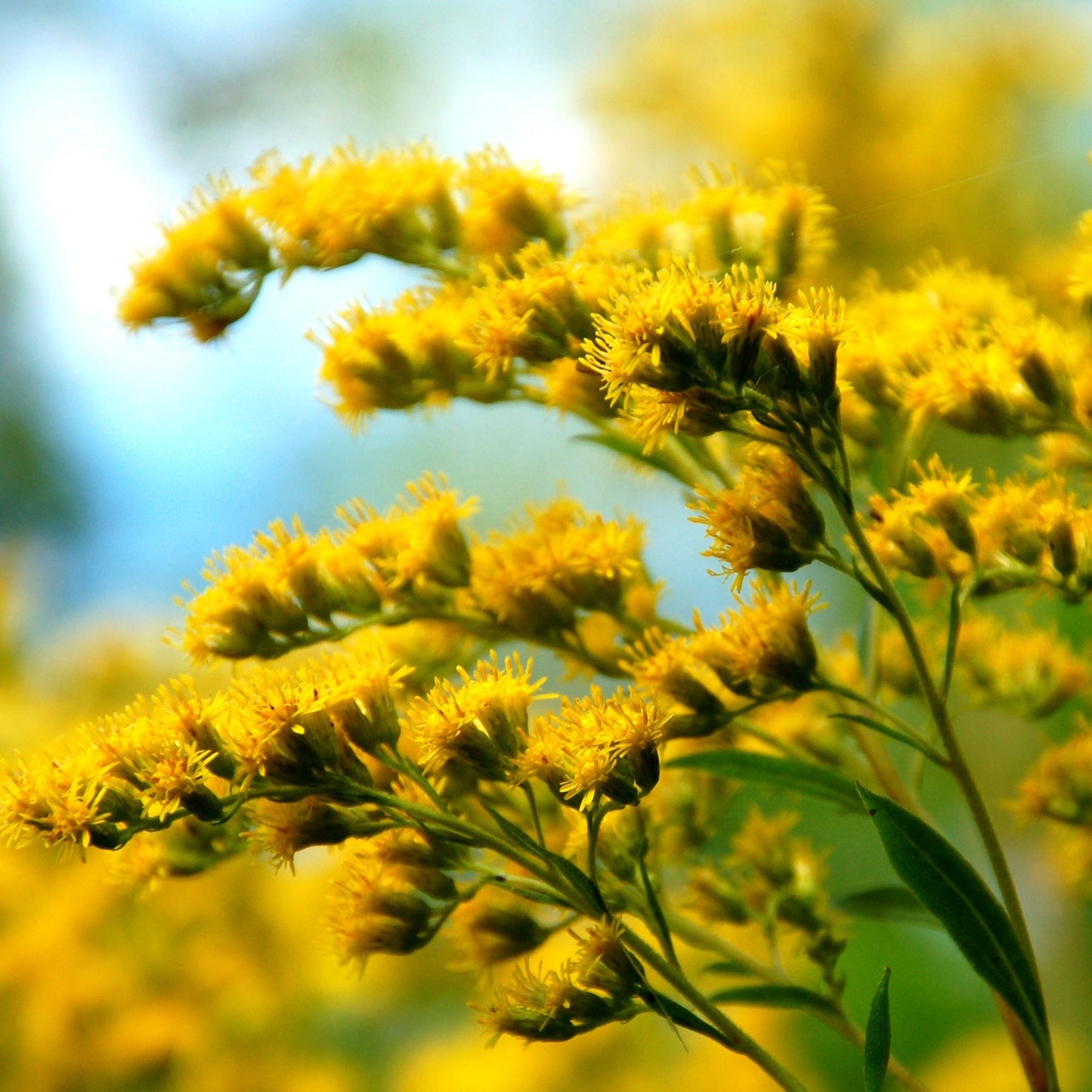 GardenGenius™ SeedPillow Singles Native Wildflowers & Grasses