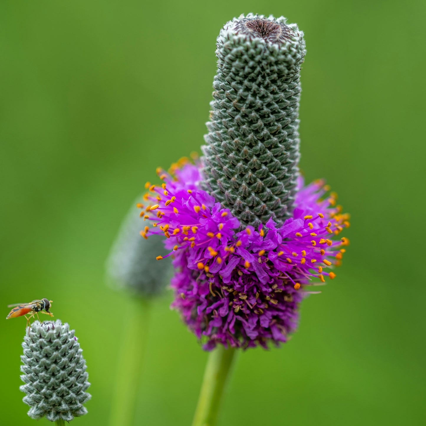 GardenGenius™ SeedPillow Singles Native Wildflowers & Grasses