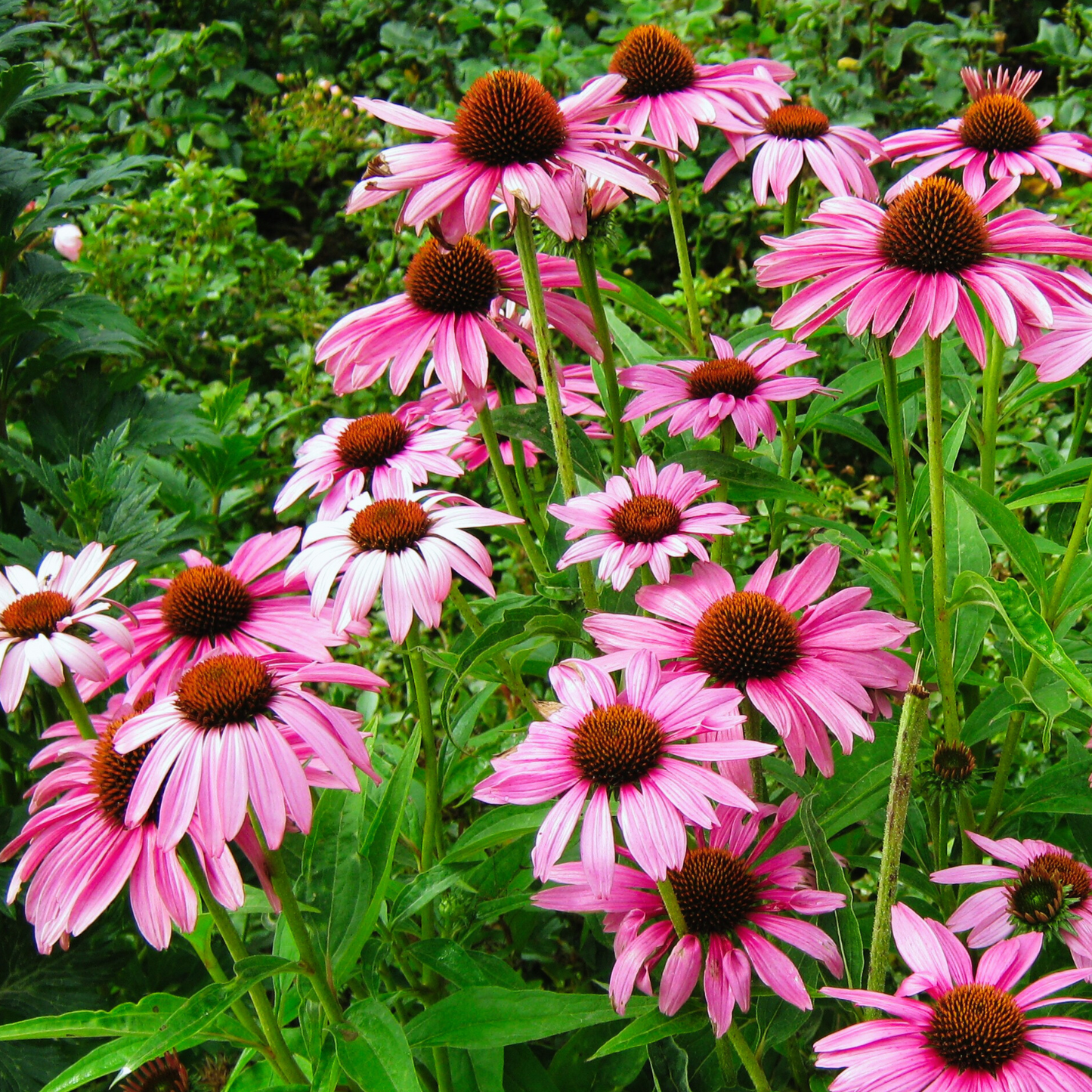 Wildflower Duet SEEDPILLOW™ Native Wildflower Garden Kit