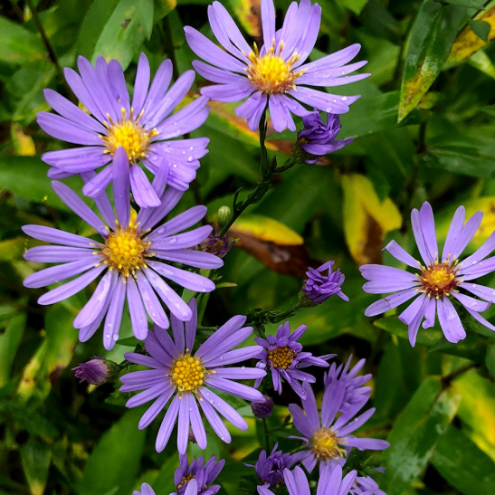 GardenGenius™ SeedPillow Singles Native Wildflowers & Grasses