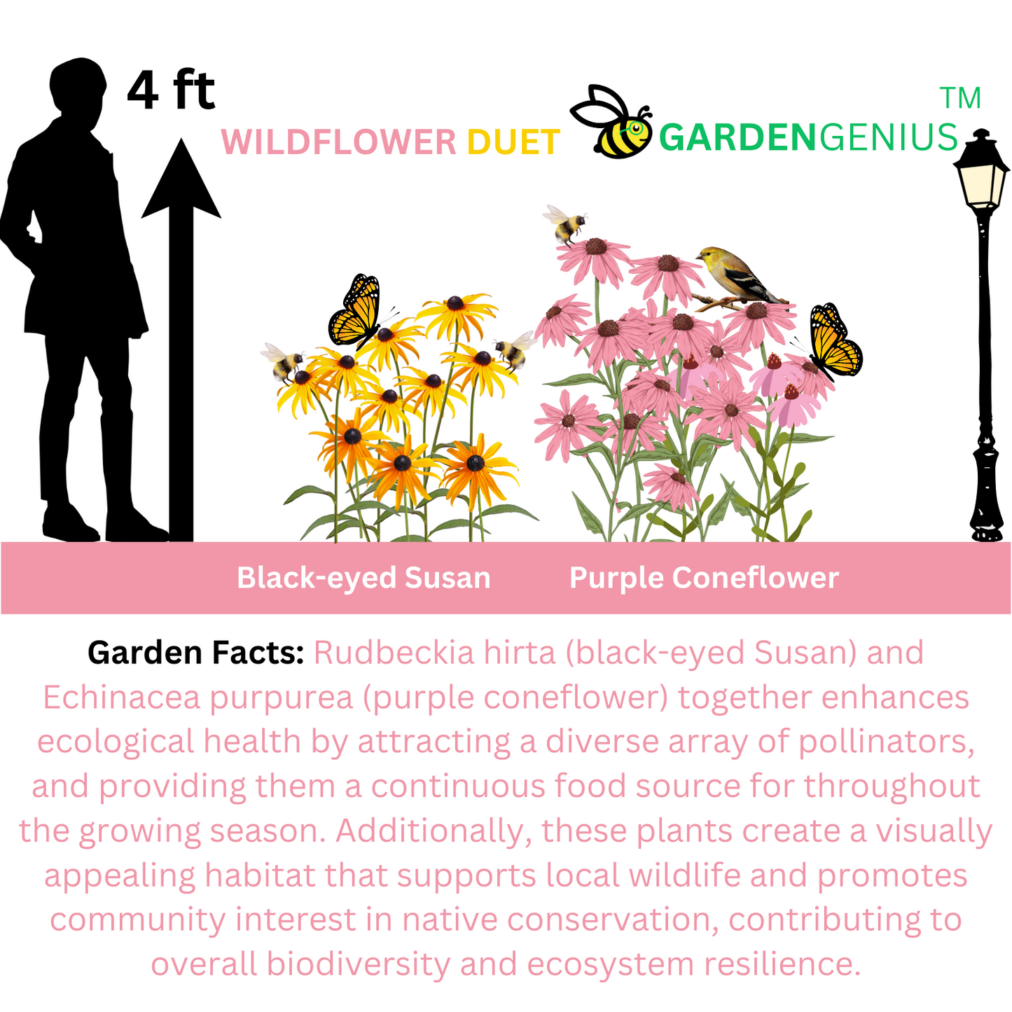 Wildflower Duet SEEDPILLOW™ Native Wildflower Garden Kit