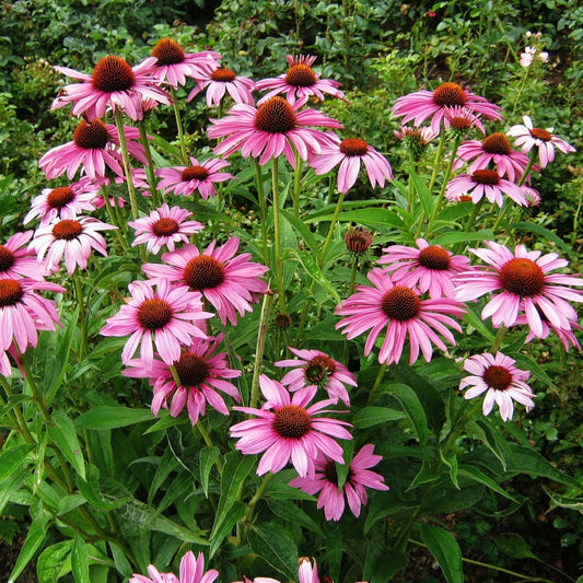 GardenGenius™ Purple Coneflower Deluxe Grow Kit – Indiana Native Perennial & Keystone Pollinator Plant