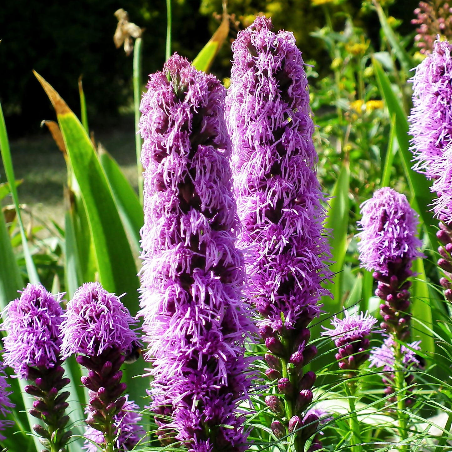 GardenGenius™ SeedPillow Singles Native Wildflowers & Grasses