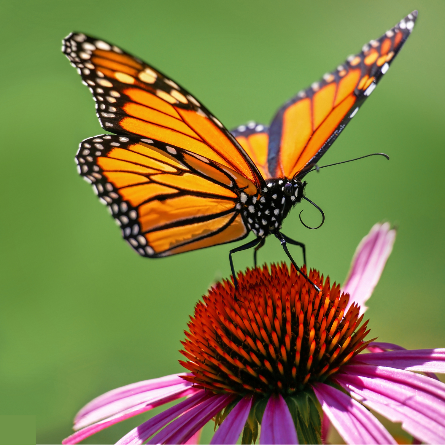 Native Wildflower Seed Mixes – Eco-Friendly Pollinator Habitat Seeds