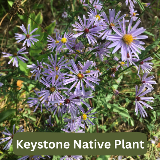 Smooth Blue Aster is a Keystone Native Plant