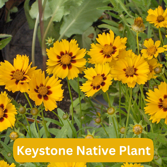 Tickseed is a Keystone Native Plant