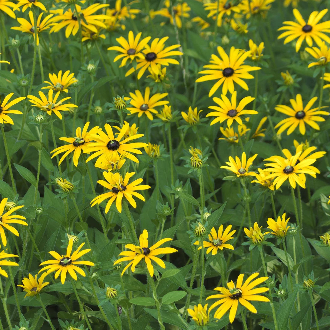 GardenGenius Wildflower Seed Grow Kit: Black-eyed Susan