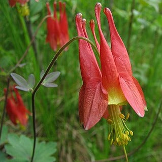 GardenGenius Eastern Red Columbine Deluxe Grow Kit