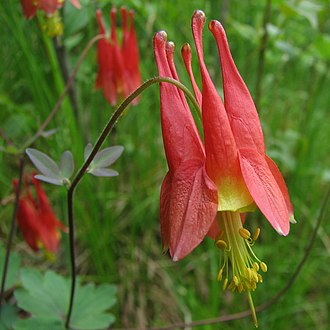 Eastern Red Columbine