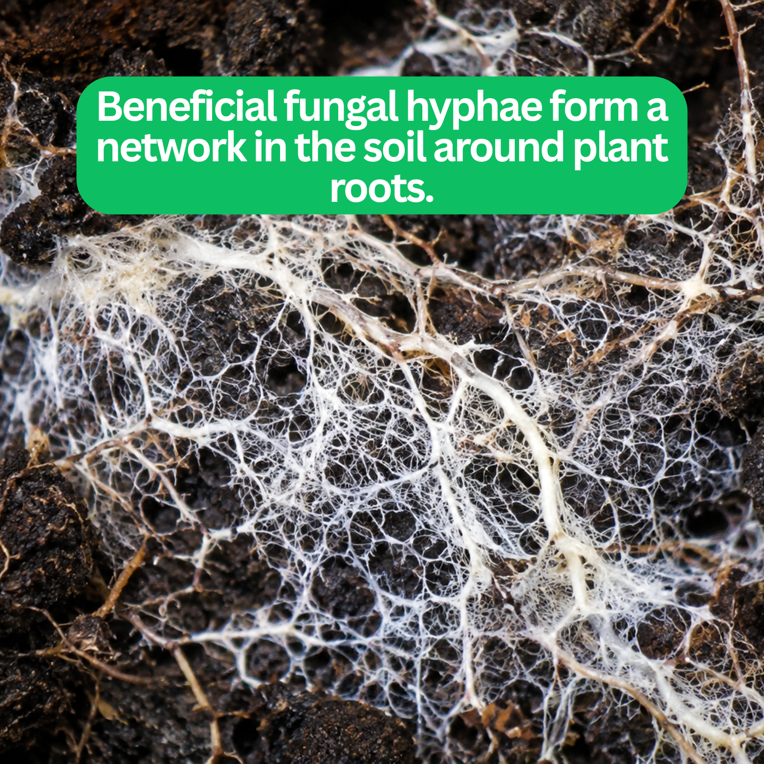 Mycorrhizal fungal hyphae forming a fine network around plant roots in soil