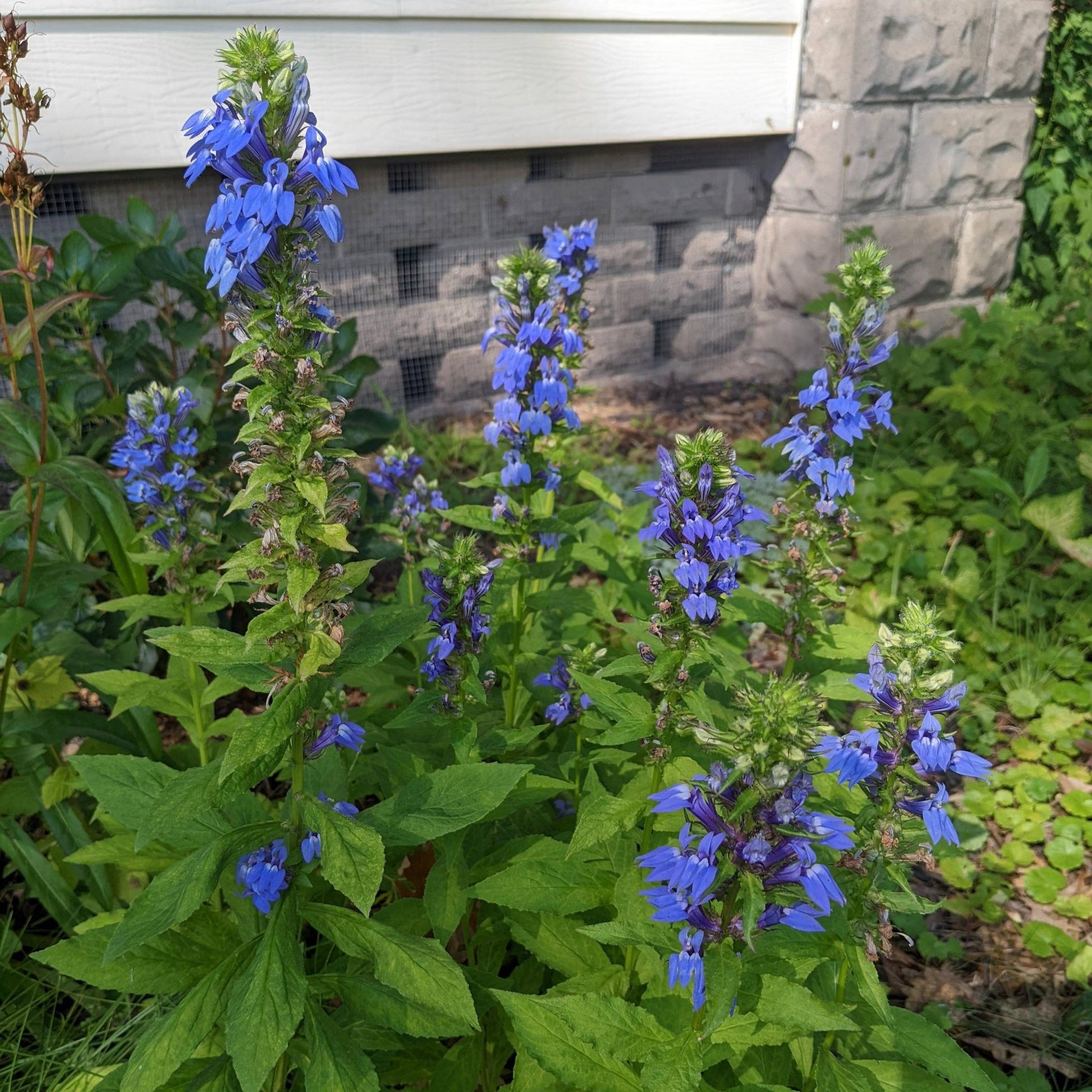 Great Blue Lobelia