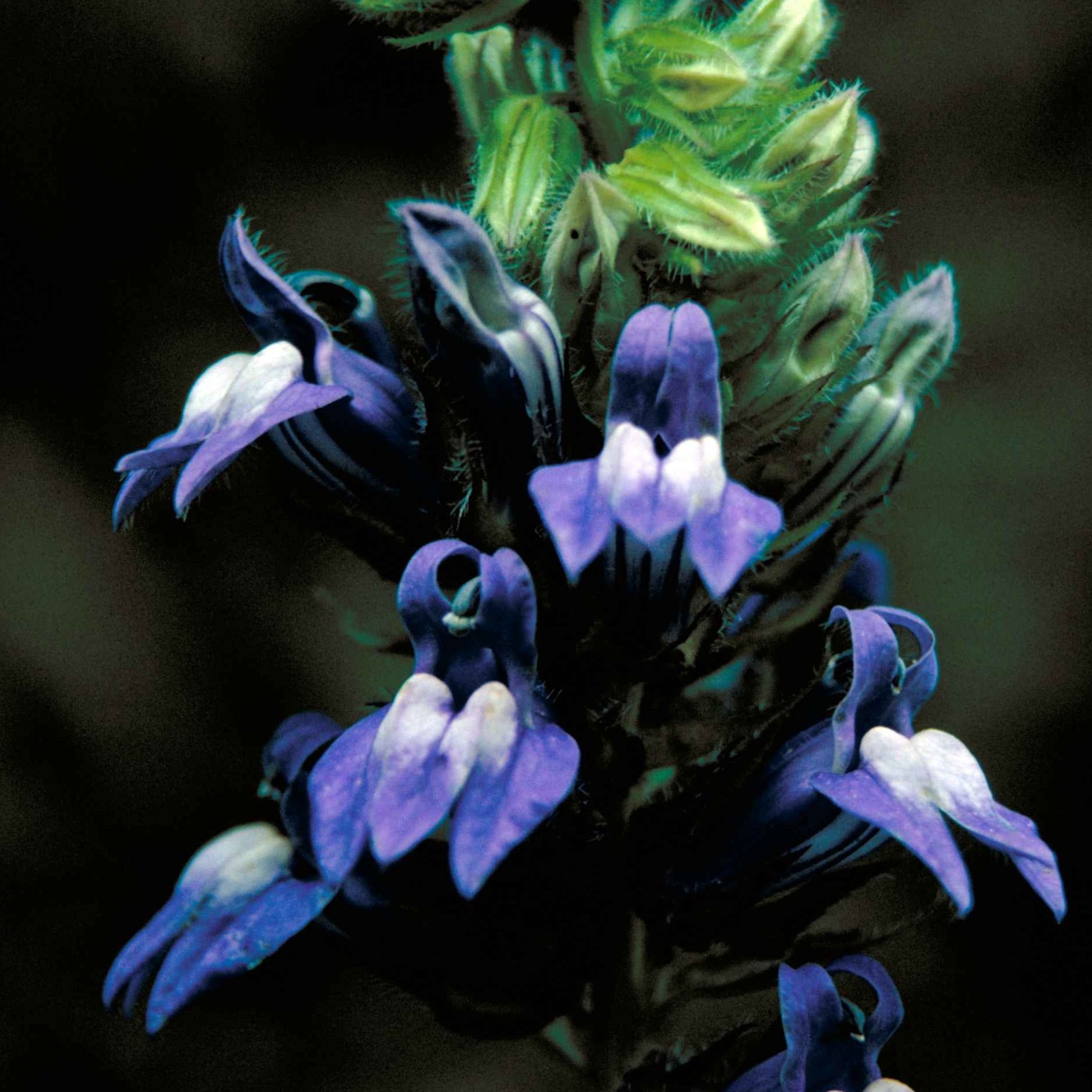 Great Blue Lobelia