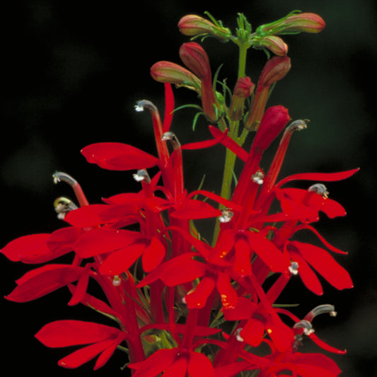 Cardinal Flower