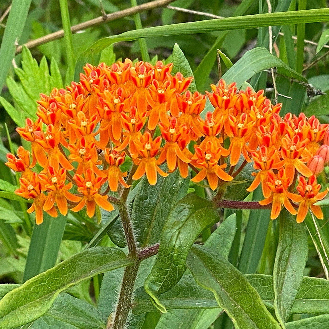 Orange Butterfly Milkweed
