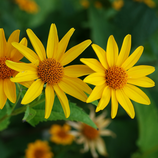 Oxeye Sunflower Grow Kit