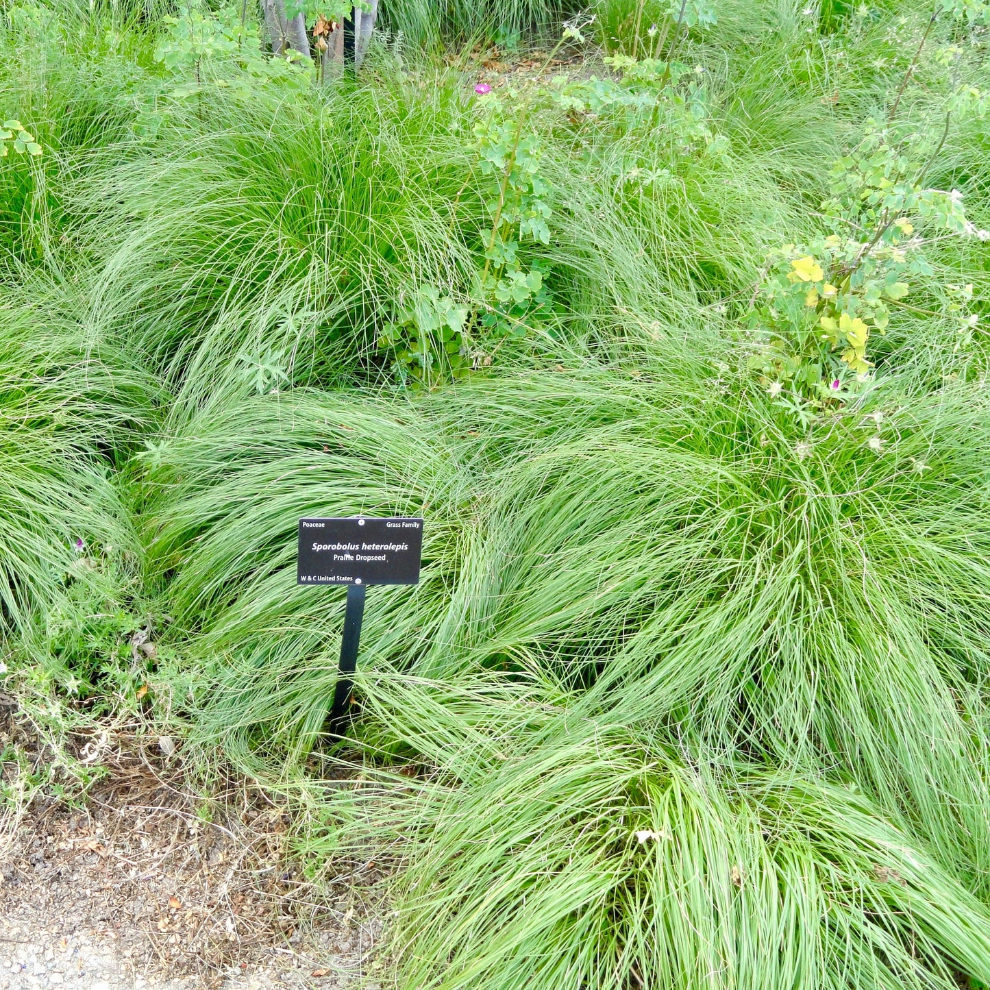 Prairie Dropseed