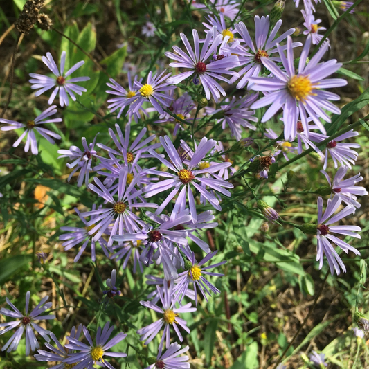 Smooth Blue Aster
