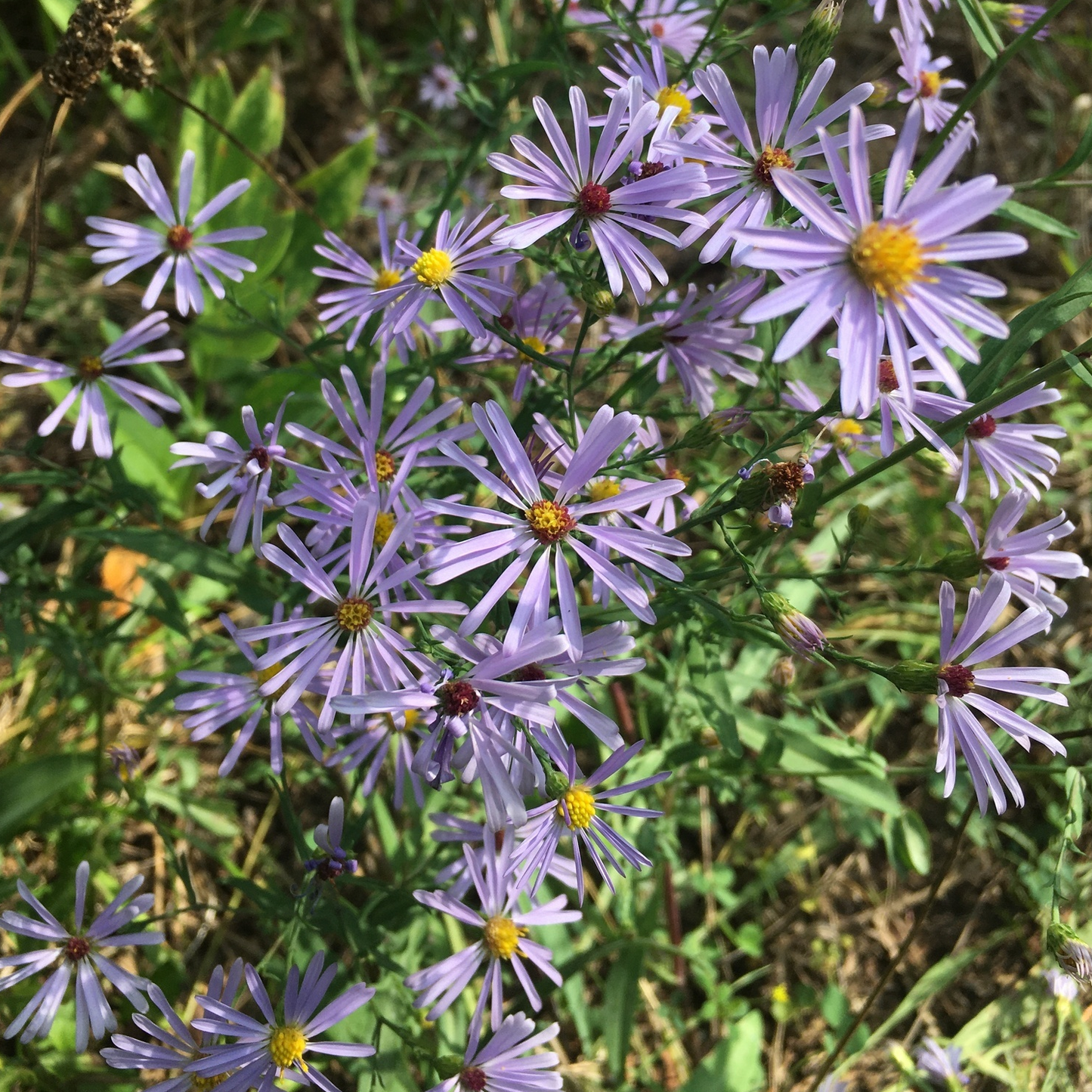 SeedPillow Smooth Blue Aster