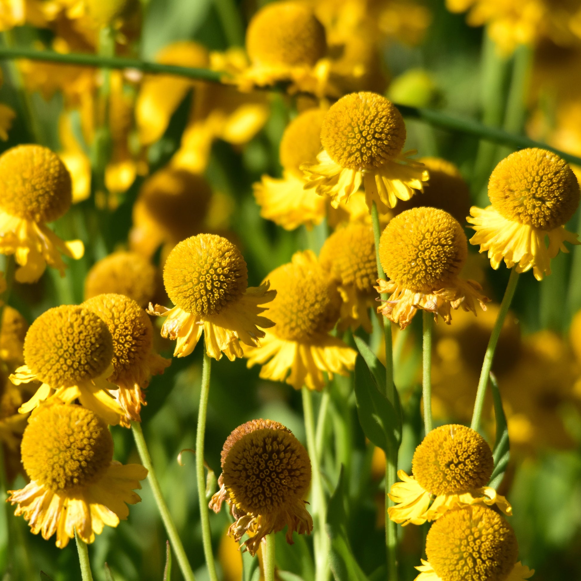 Autumn Sneezeweed