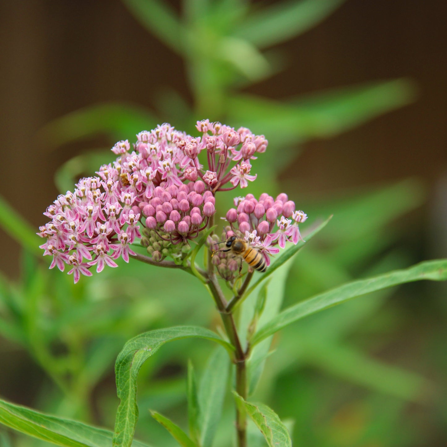 Swamp Milkweed