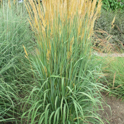 Indian Grass