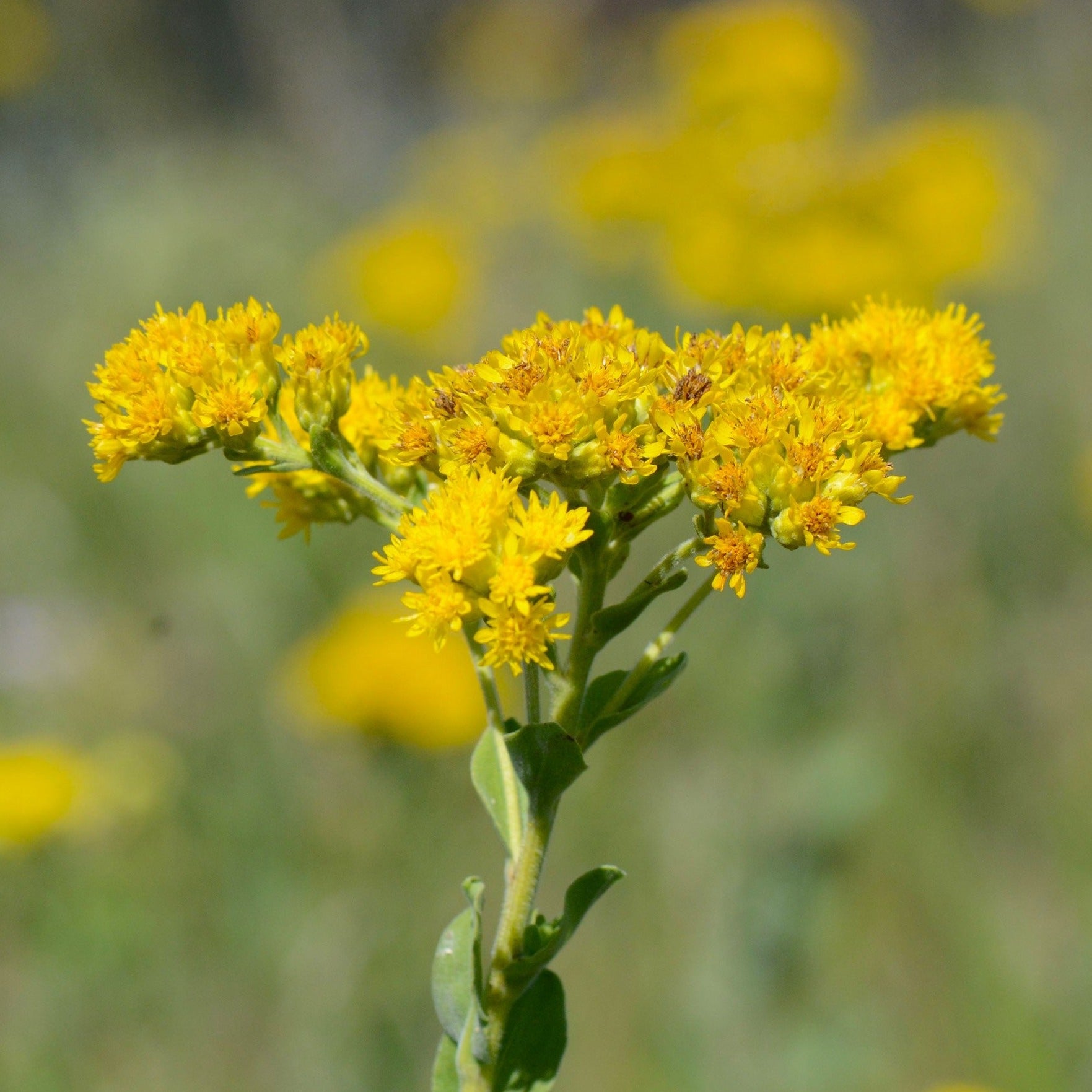 Stiff Leaf Goldenrod