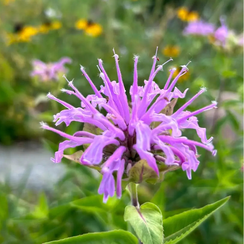 Hummingbird SEEDPILLOW™ Native Wildflower Garden Kit